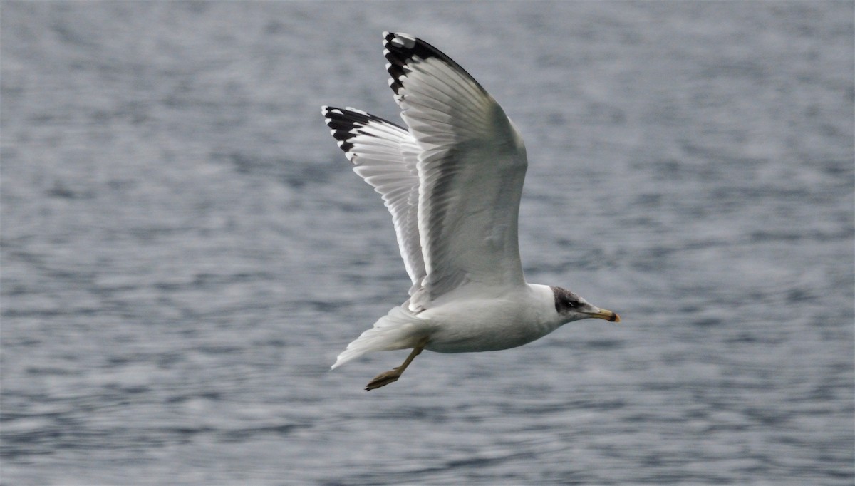 Pallas's Gull - ML67250421
