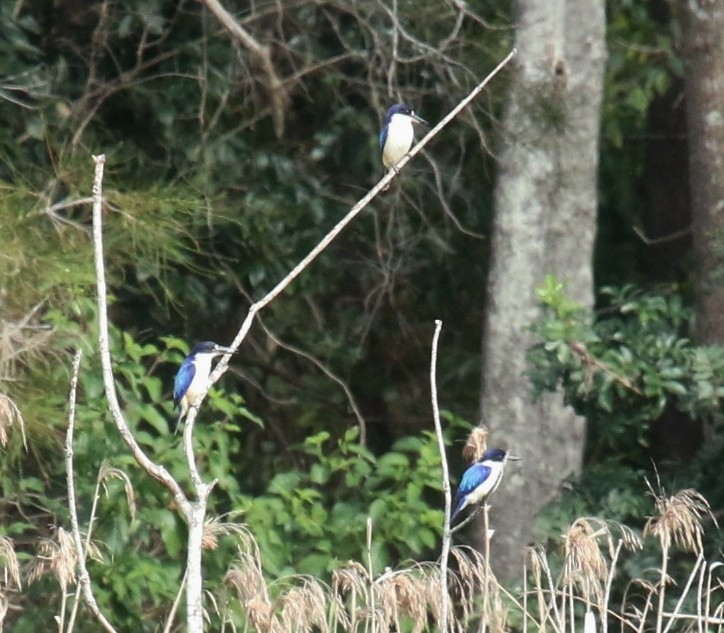 Forest Kingfisher - ML67252081