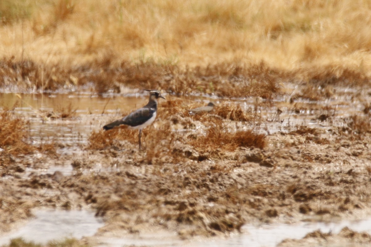 Green Sandpiper - Tiago Guerreiro