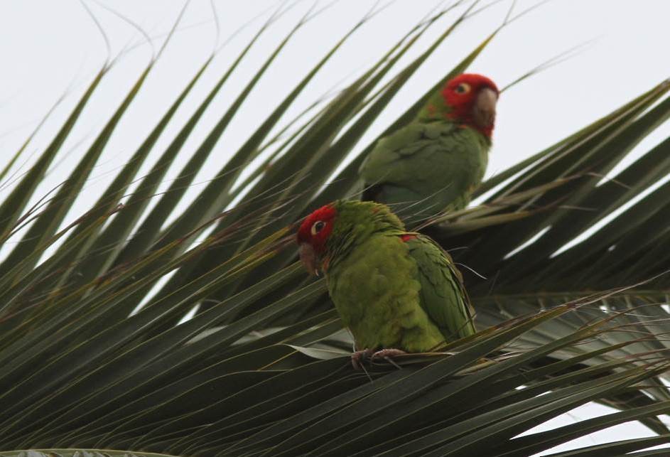 Guayaquil Papağanı - ML67252851