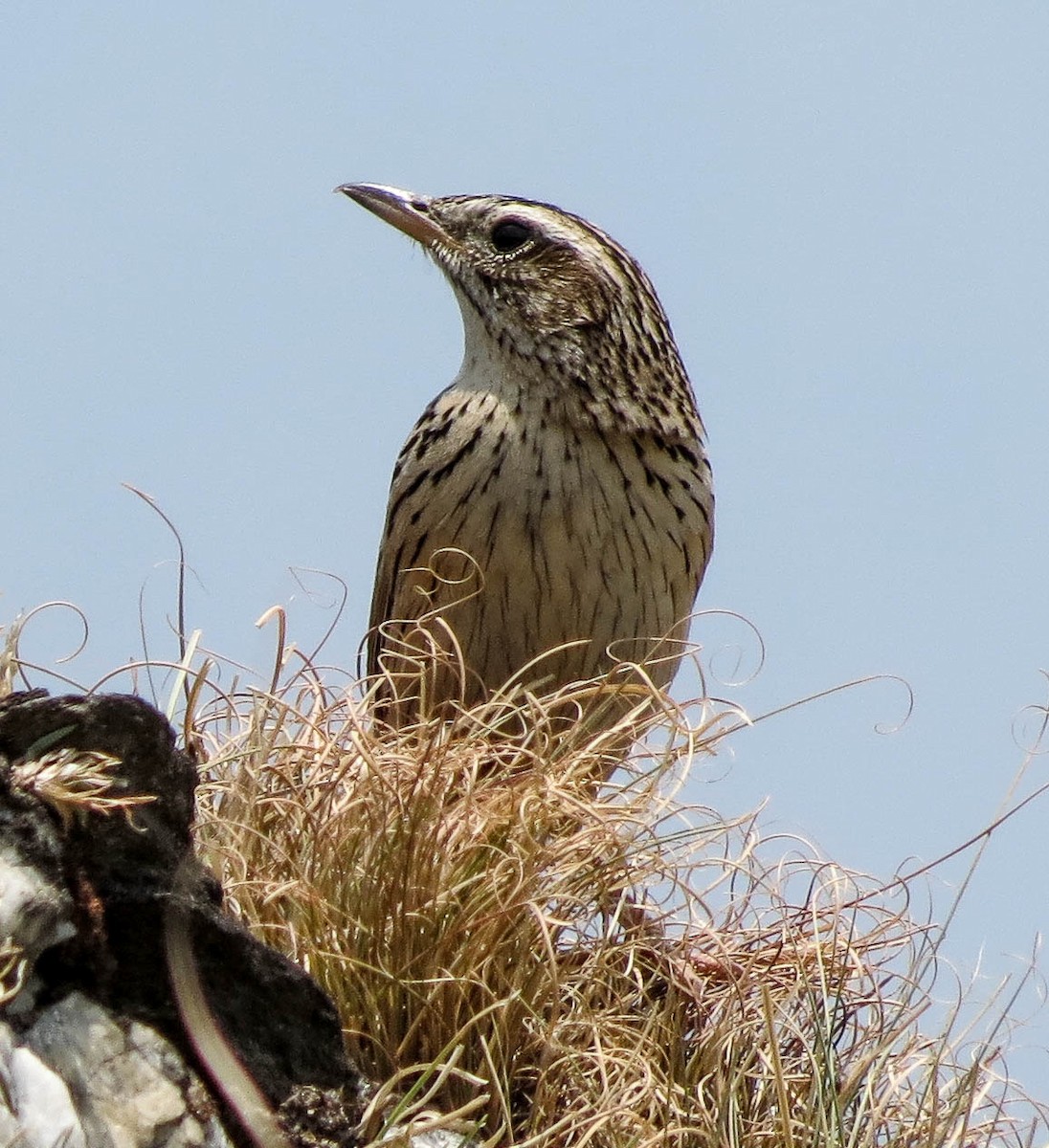 Himalaya İncirkuşu - ML67253071