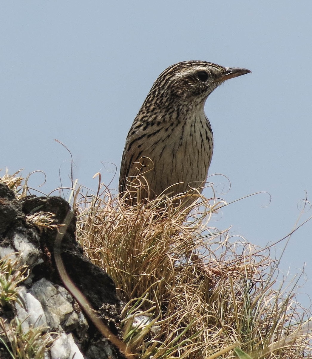 Himalaya İncirkuşu - ML67253091