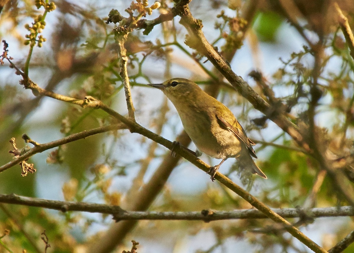 Tennessee Warbler - Wendell SJ Reyes