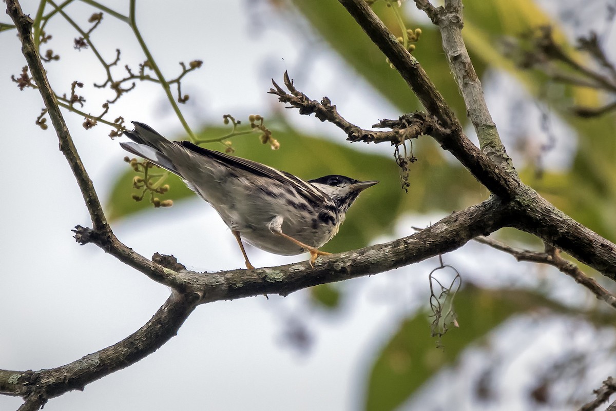 Blackpoll Warbler - ML67256531