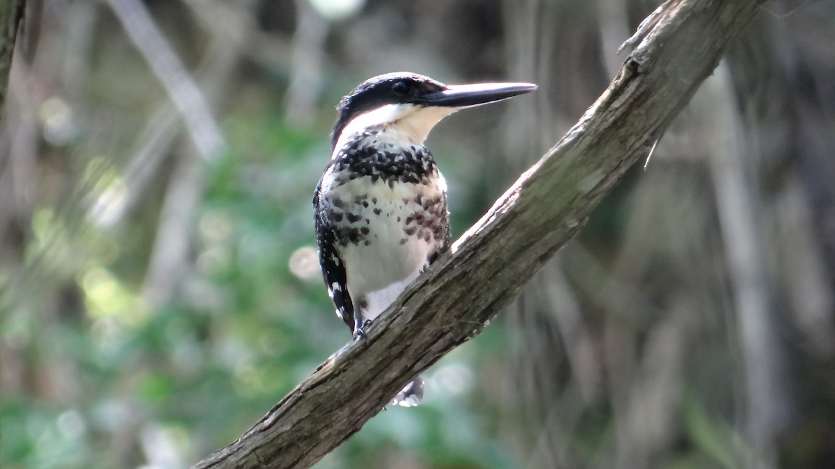 Green Kingfisher - ML67257731