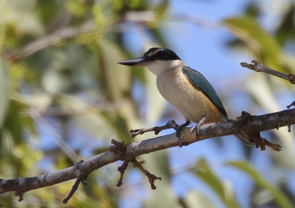 Sacred Kingfisher - ML67257901