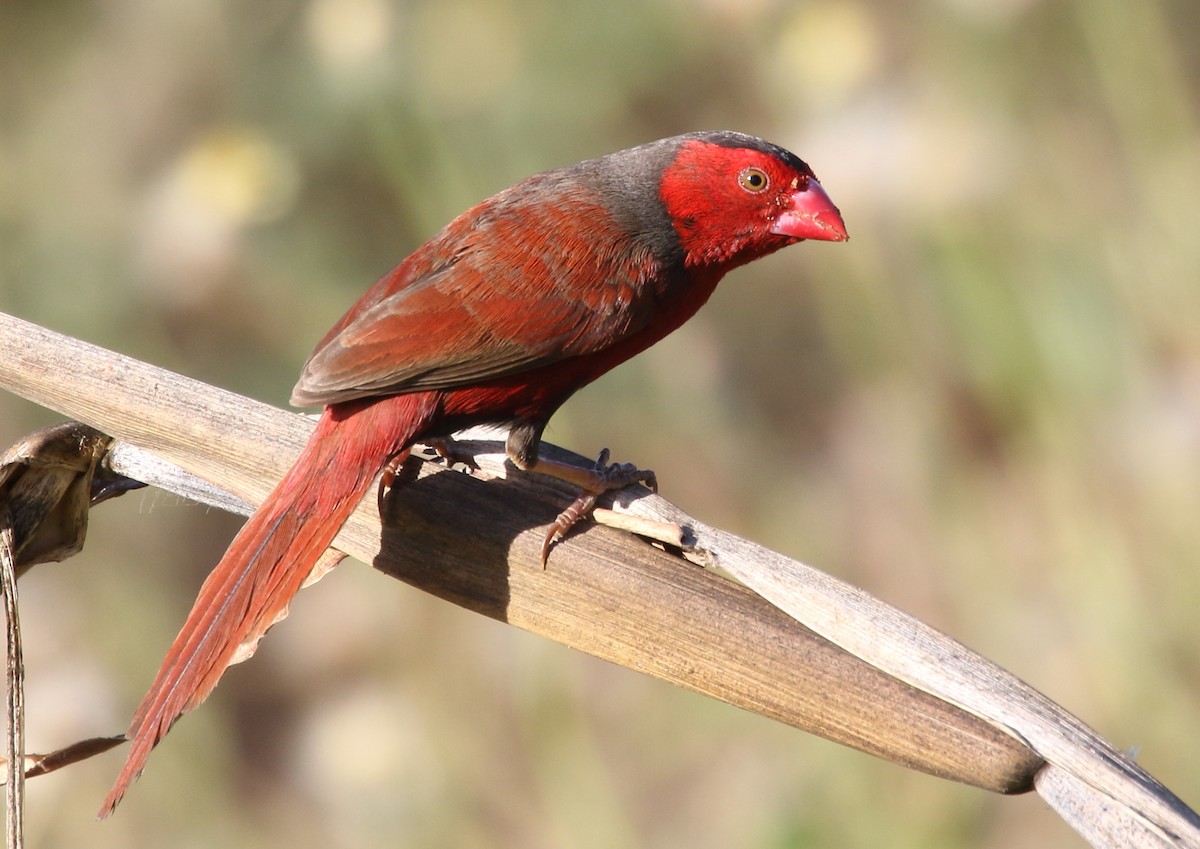 Crimson Finch - ML67258021