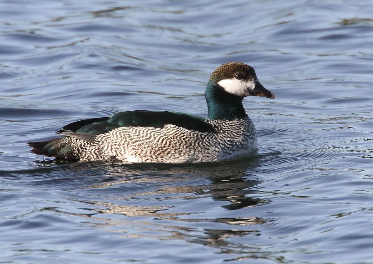 Green Pygmy-Goose - Michael Rutkowski