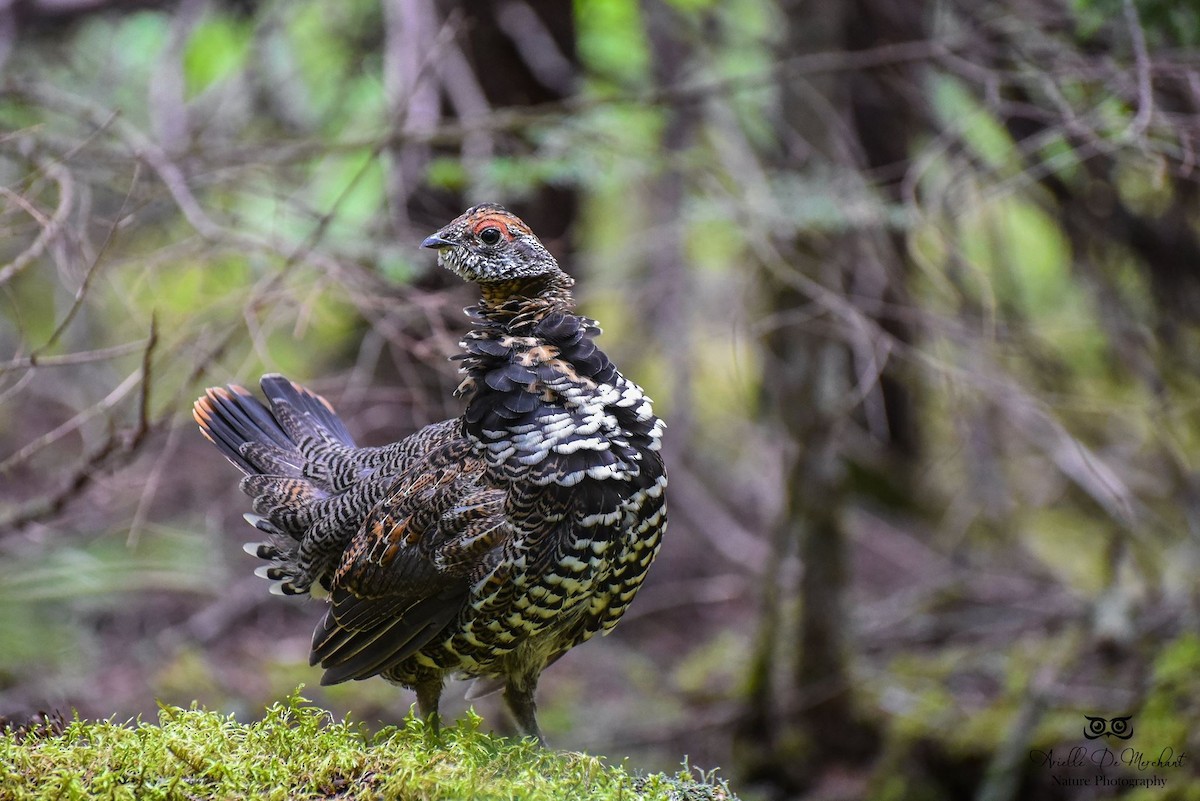 Spruce Grouse - ML67258611