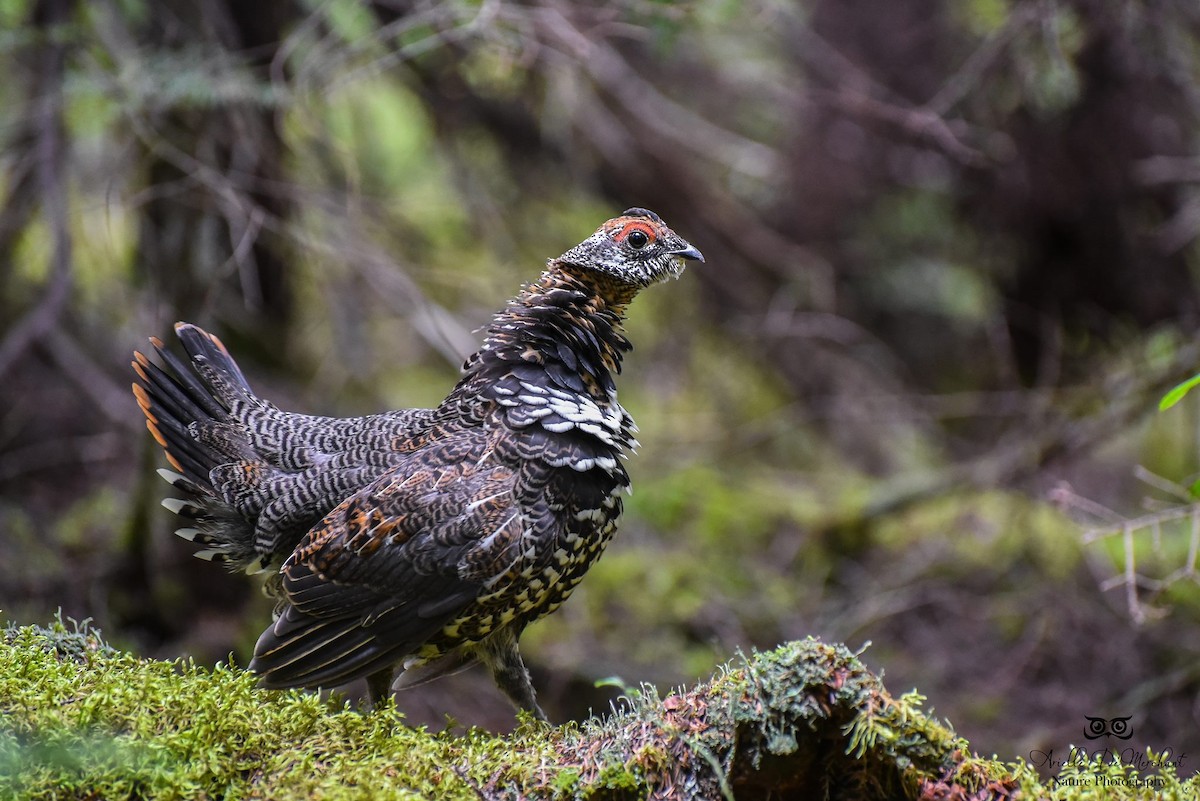 Spruce Grouse - ML67258621