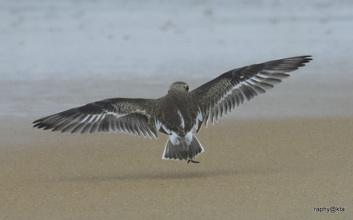 Tibetan Sand-Plover - Anonymous