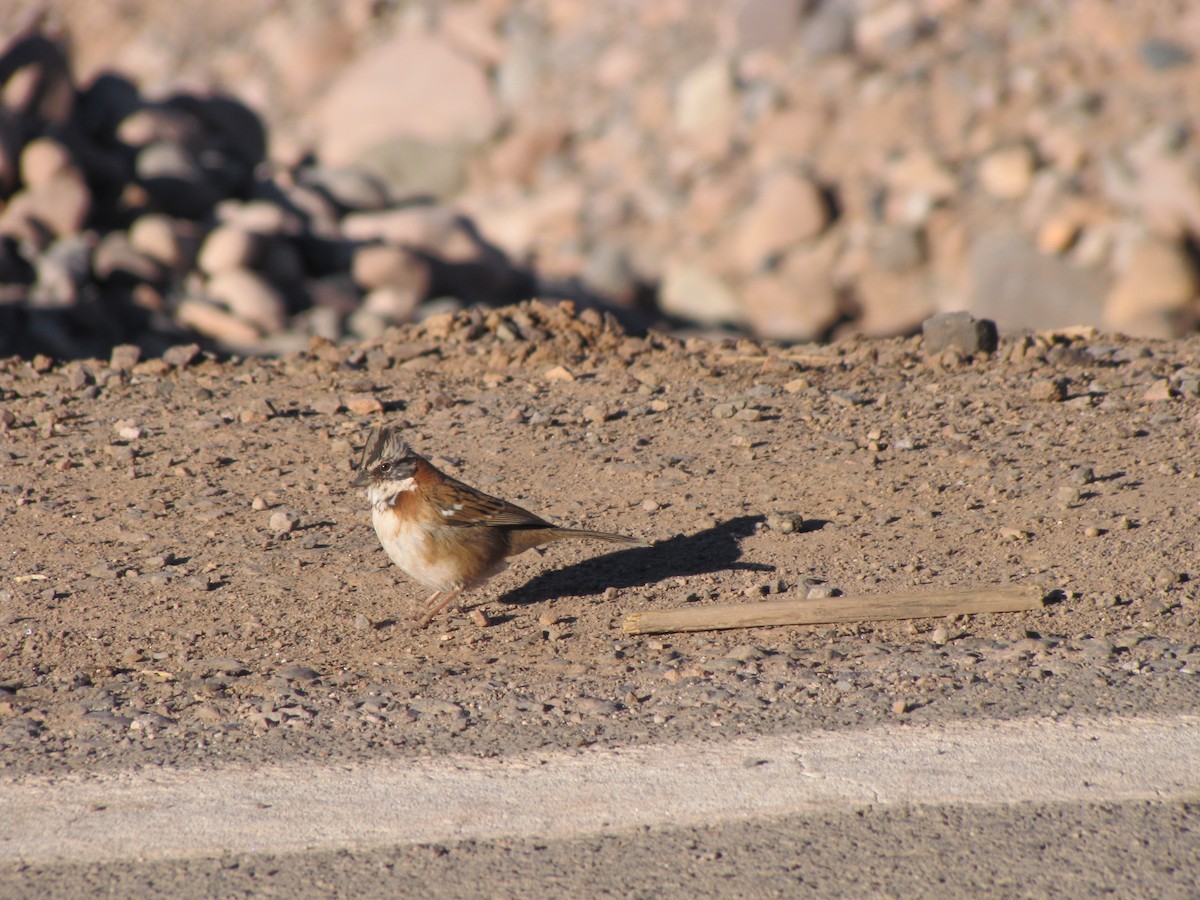 Rufous-collared Sparrow - Juan Mauricio Contreras