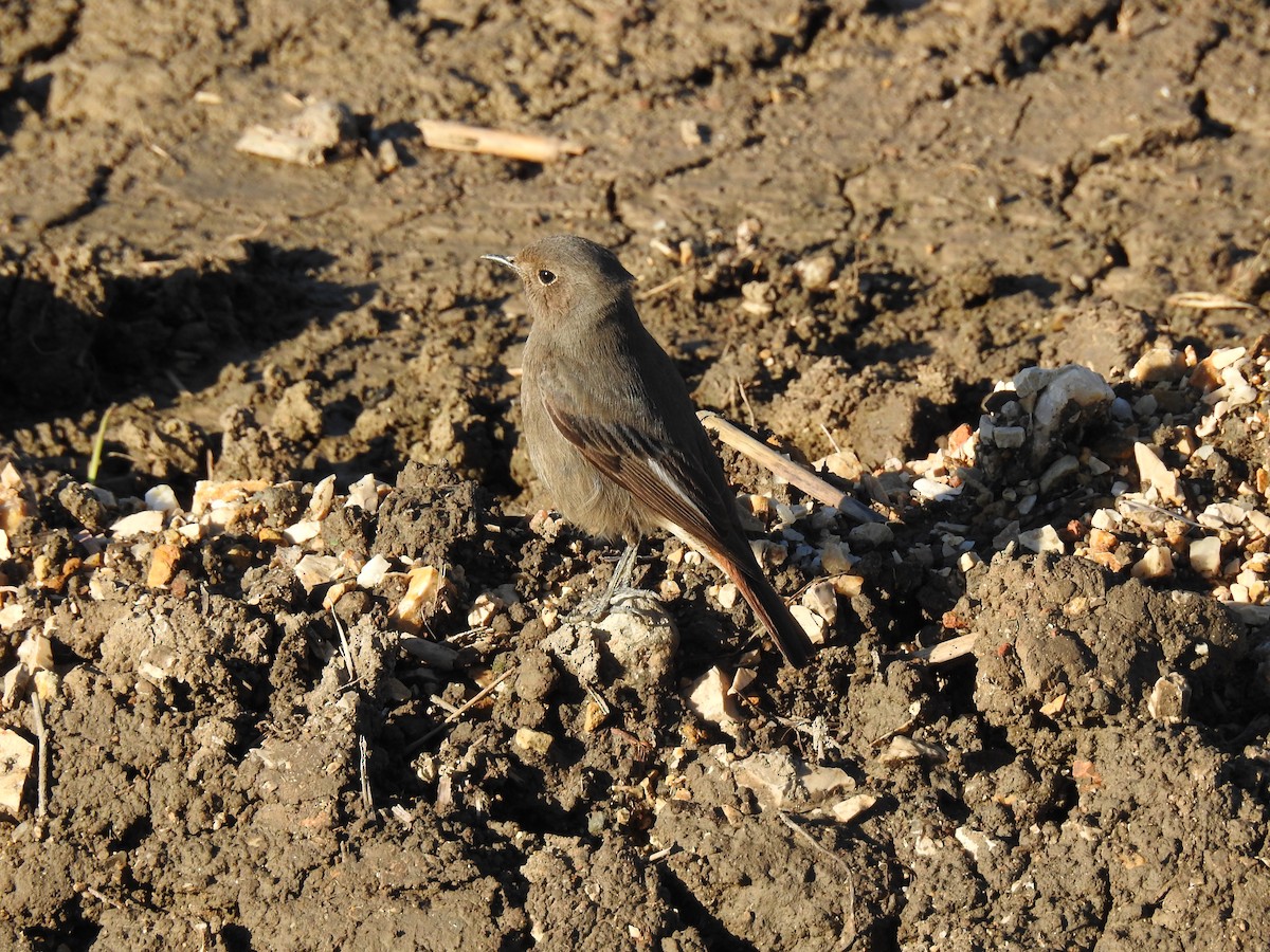 Black Redstart - Teresa Cohen