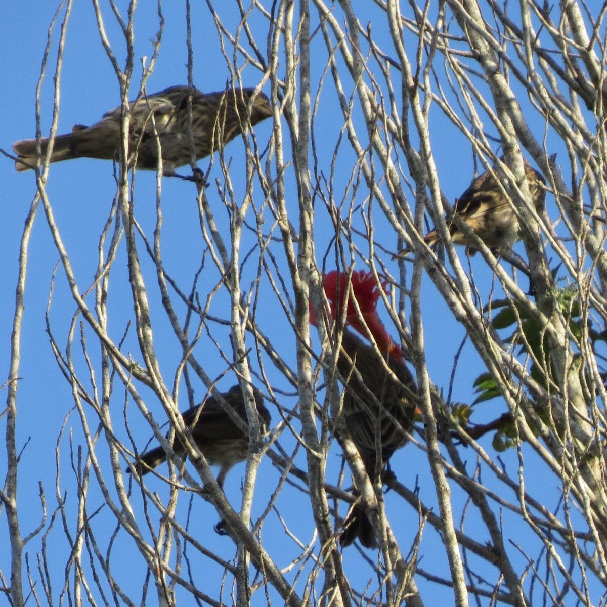 House Finch - Bev Hansen