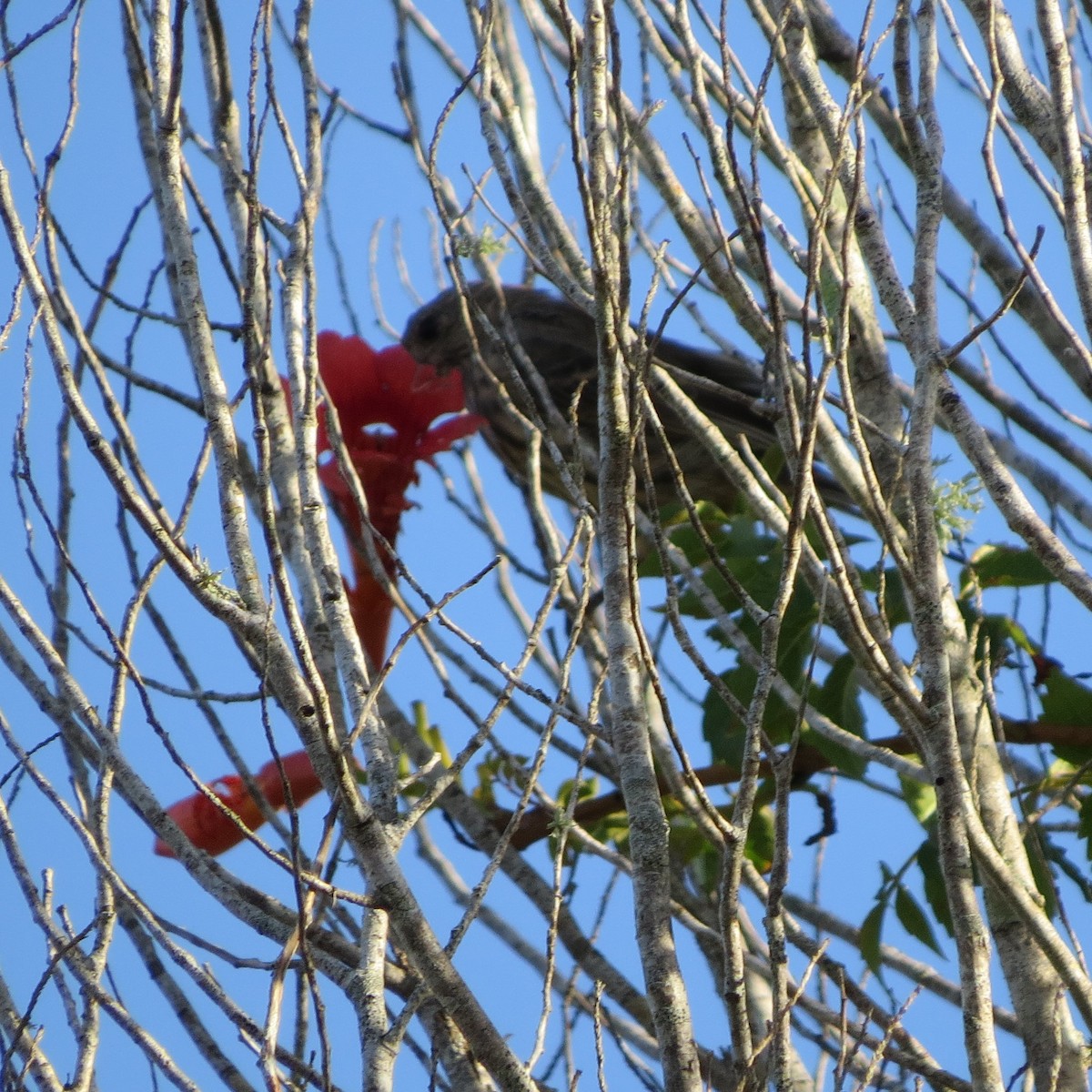 House Finch - Bev Hansen