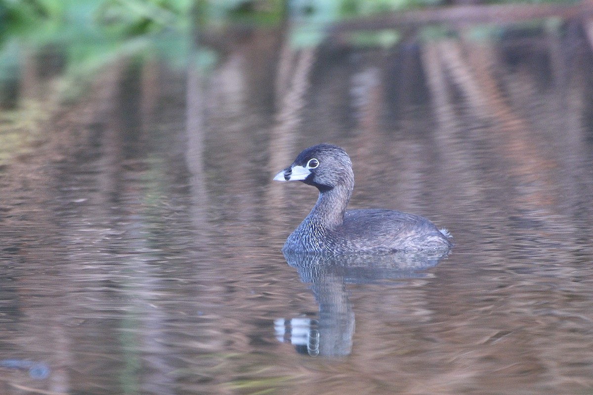 Pied-billed Grebe - ML67265591