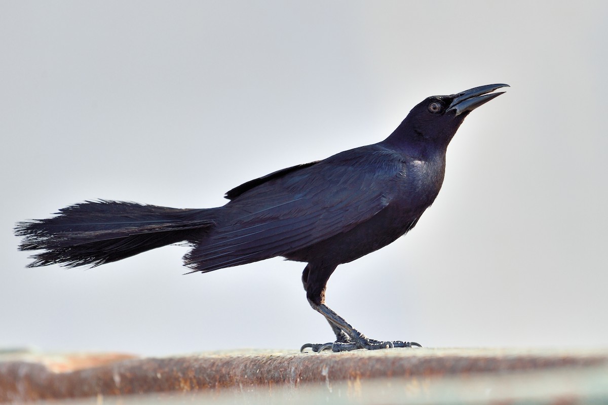 Great-tailed Grackle (Great-tailed) - ML67265651