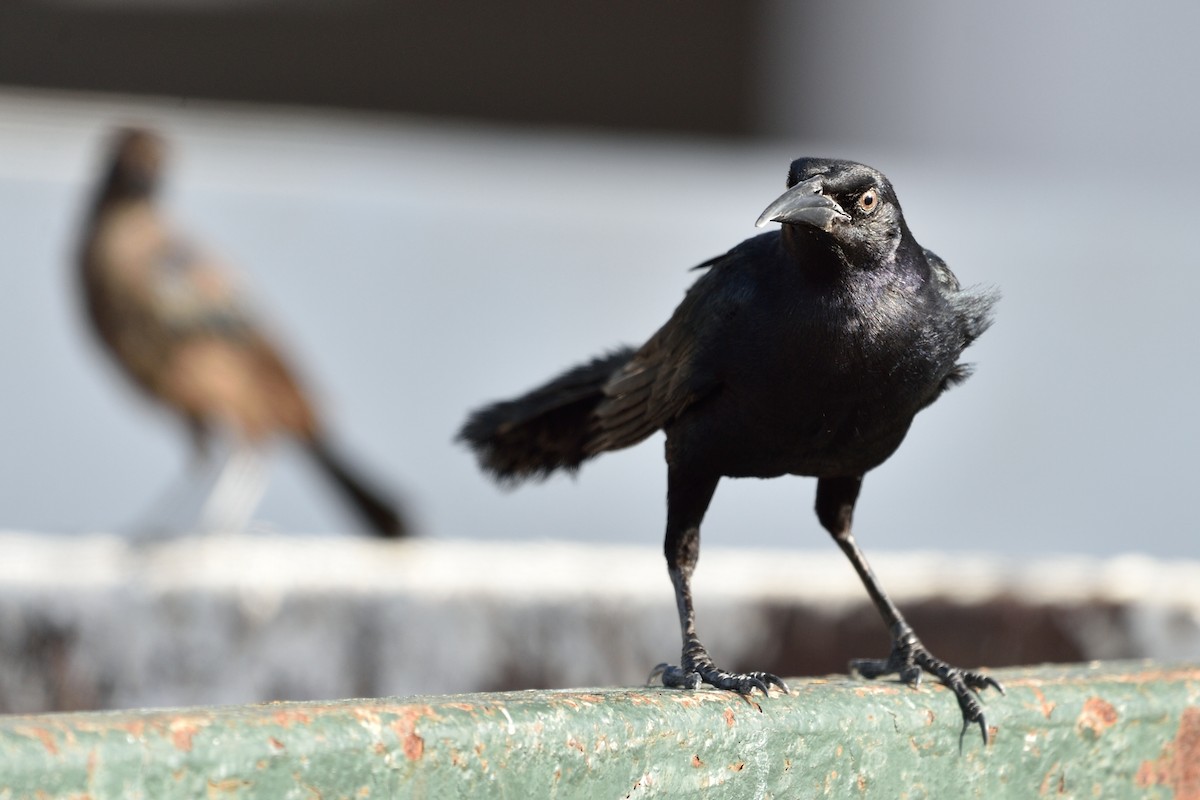 Great-tailed Grackle (Great-tailed) - Michiel Oversteegen