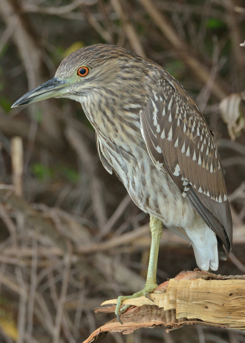 Black-crowned Night Heron - ML67265731