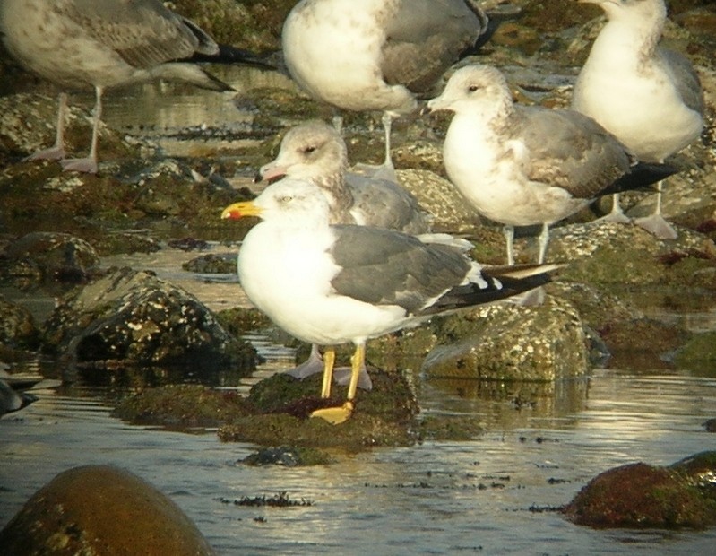 Lesser Black-backed Gull - ML67265851