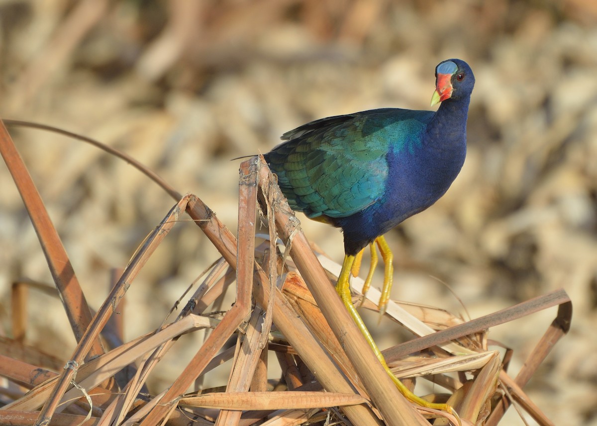 Purple Gallinule - ML67265871