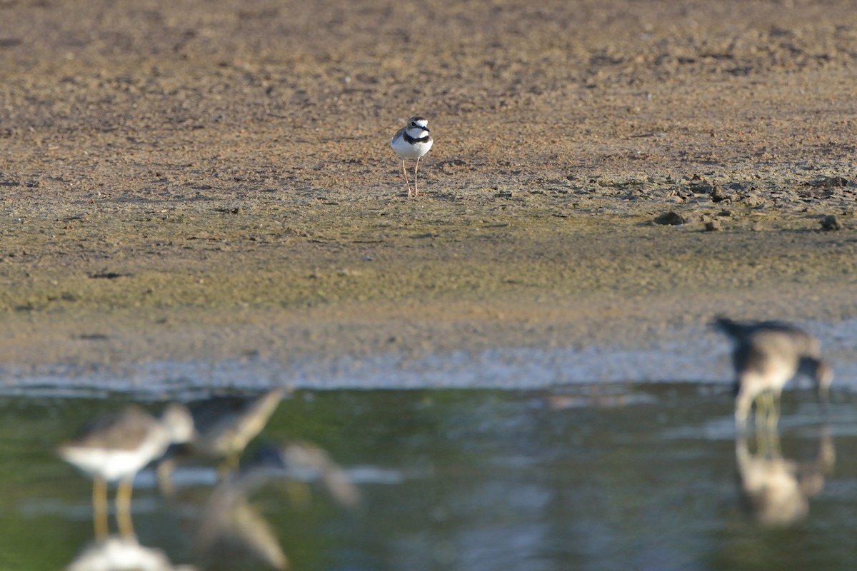 Collared Plover - ML67265921