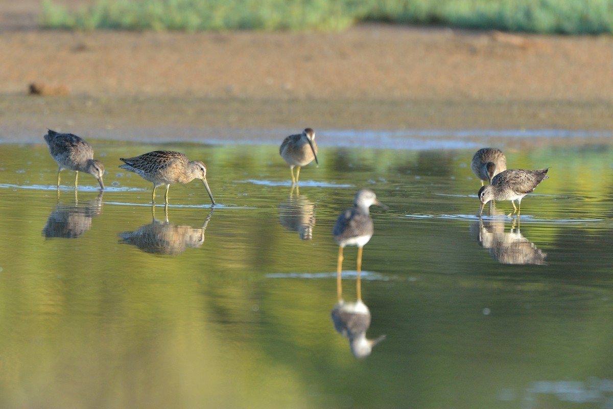 Short-billed Dowitcher - ML67266011