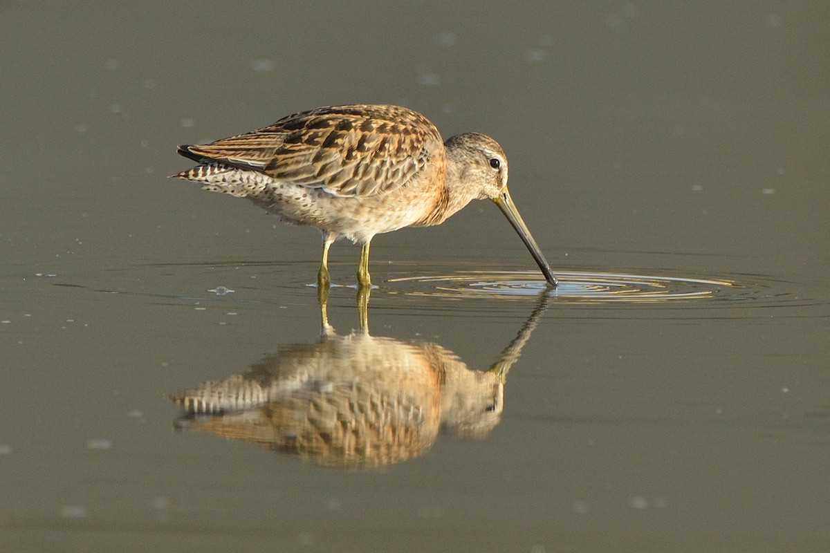 Short-billed Dowitcher - ML67266051