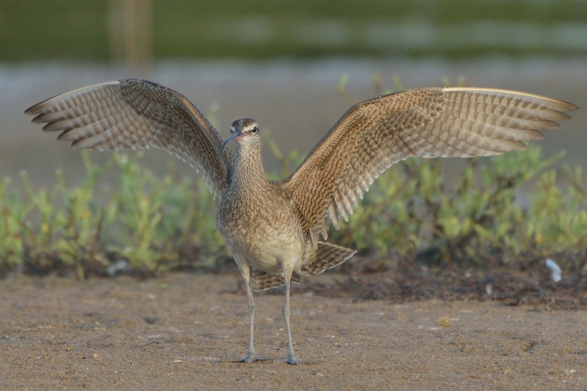 Whimbrel - ML67266071