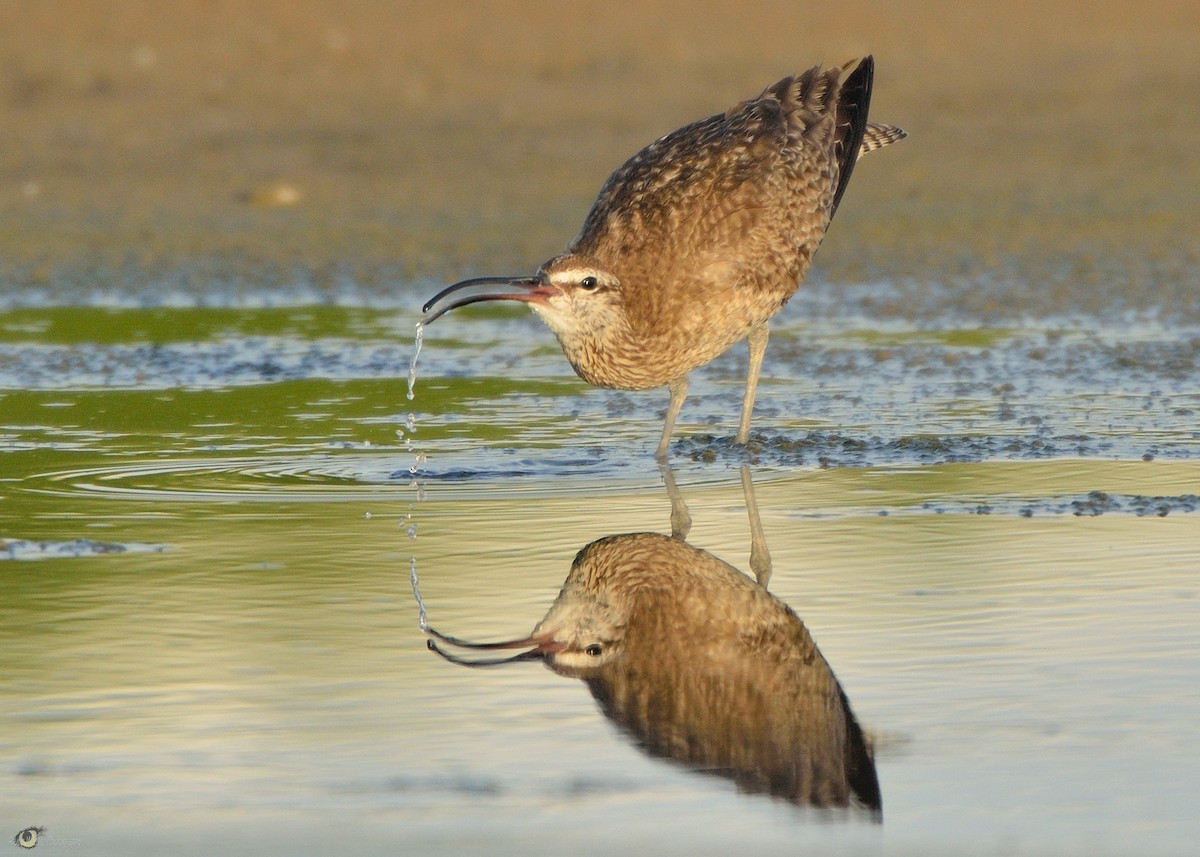 Whimbrel - ML67266081