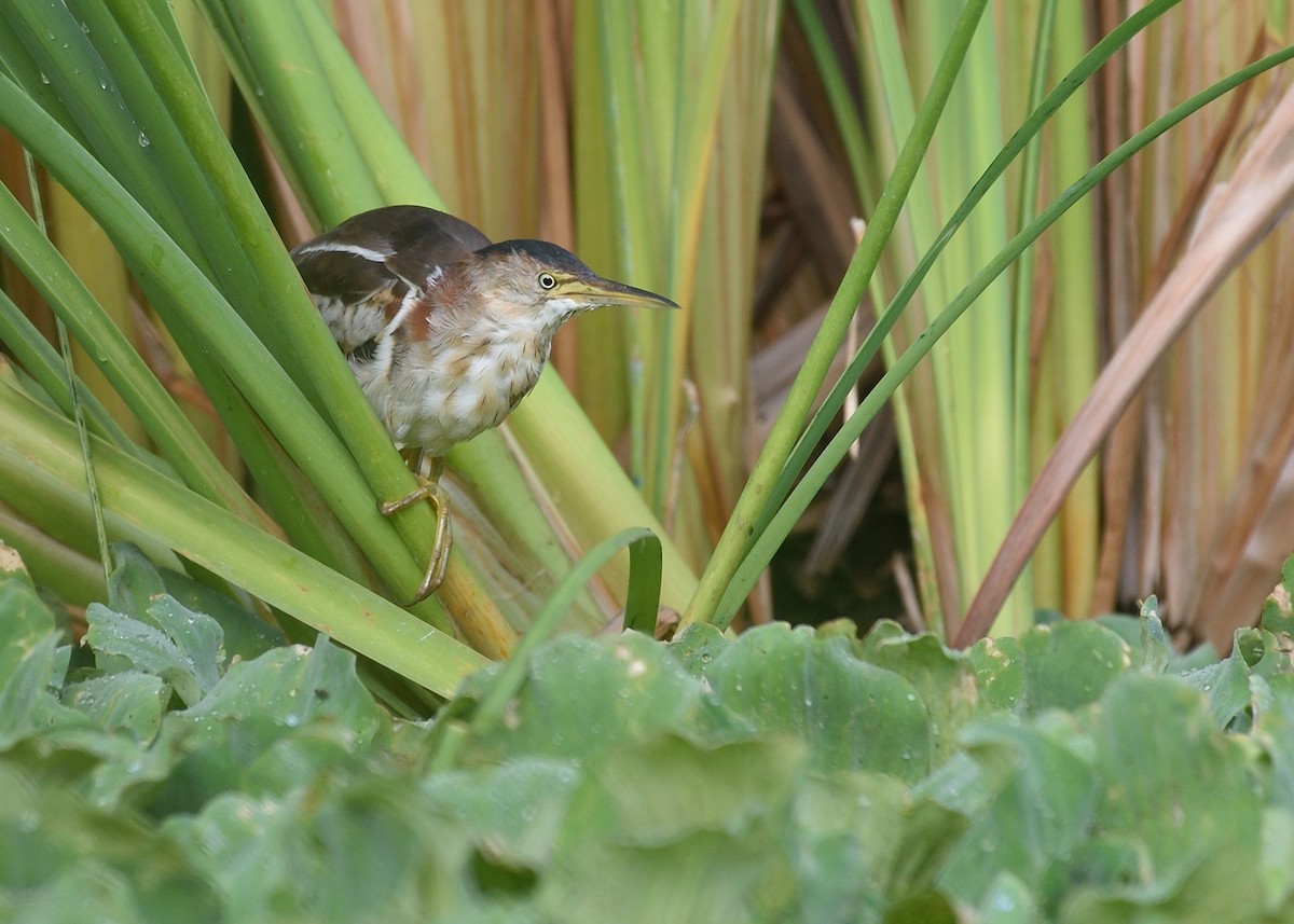 Least Bittern - ML67266131