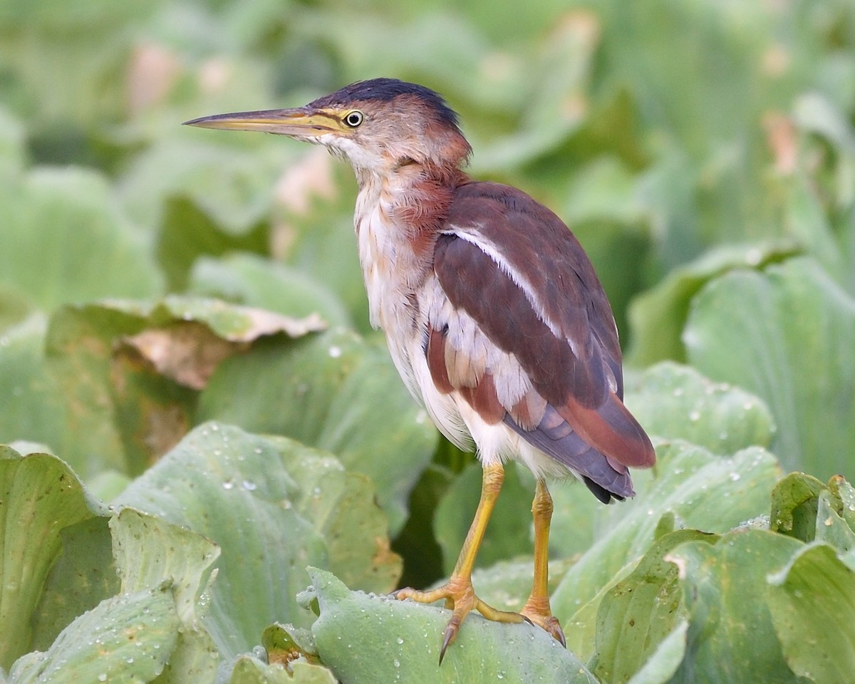 Least Bittern - ML67266141