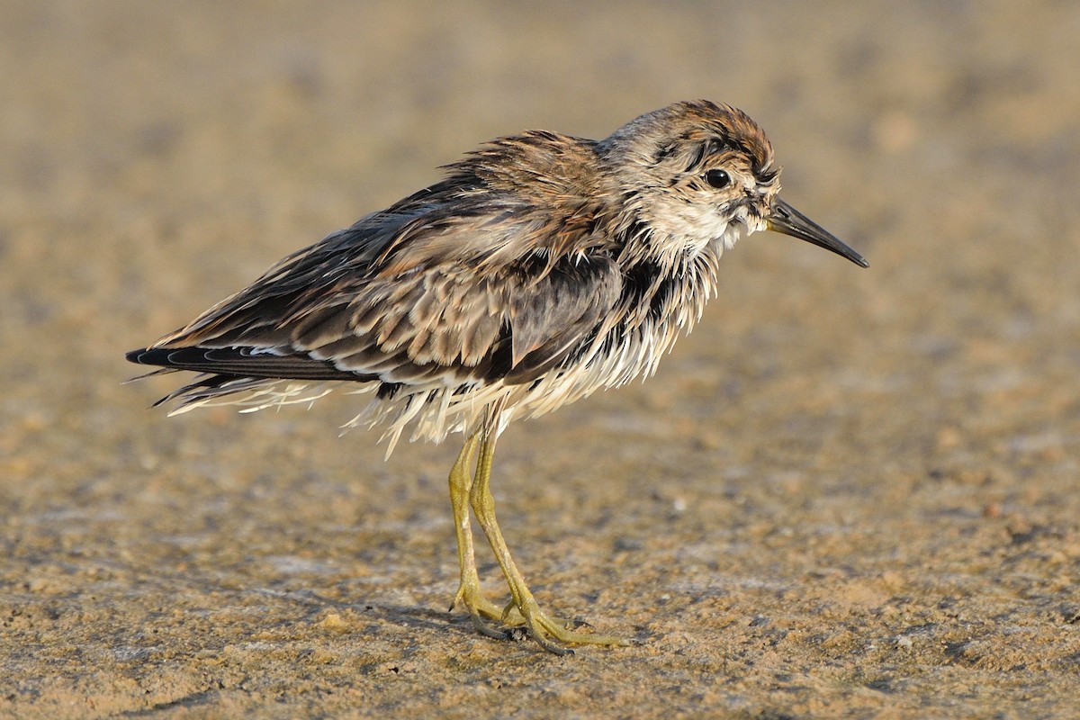 Wiesenstrandläufer - ML67266291