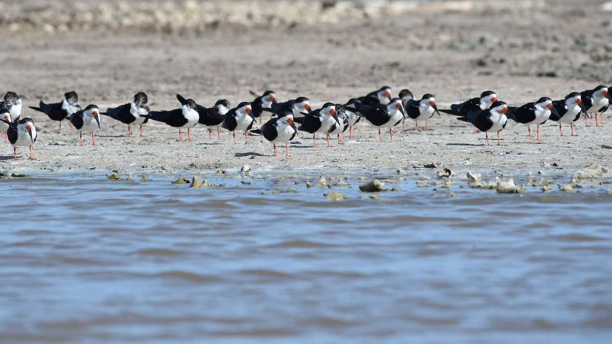 Black Skimmer - ML67266371