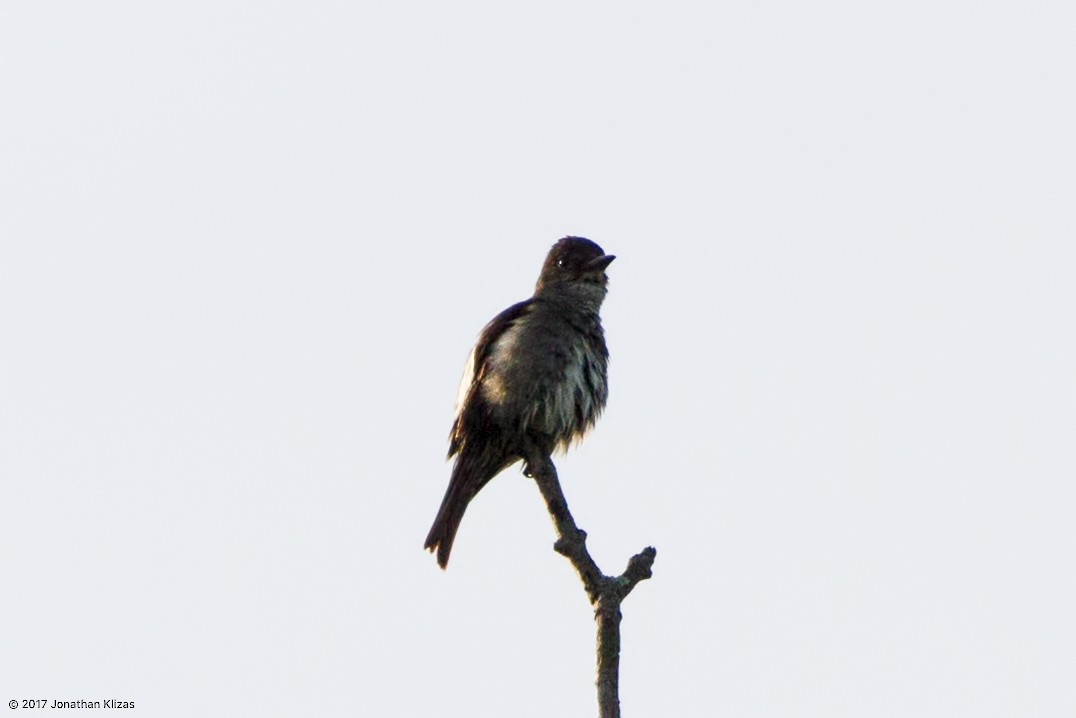 Olive-sided Flycatcher - Jonathan Klizas