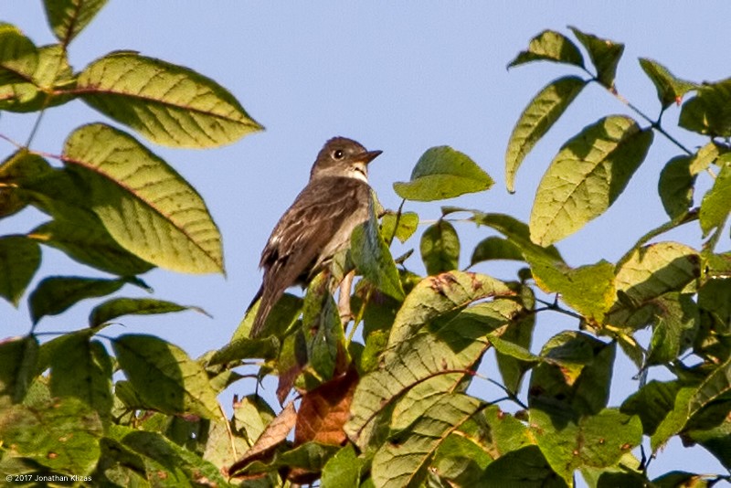 Olive-sided Flycatcher - ML67266691