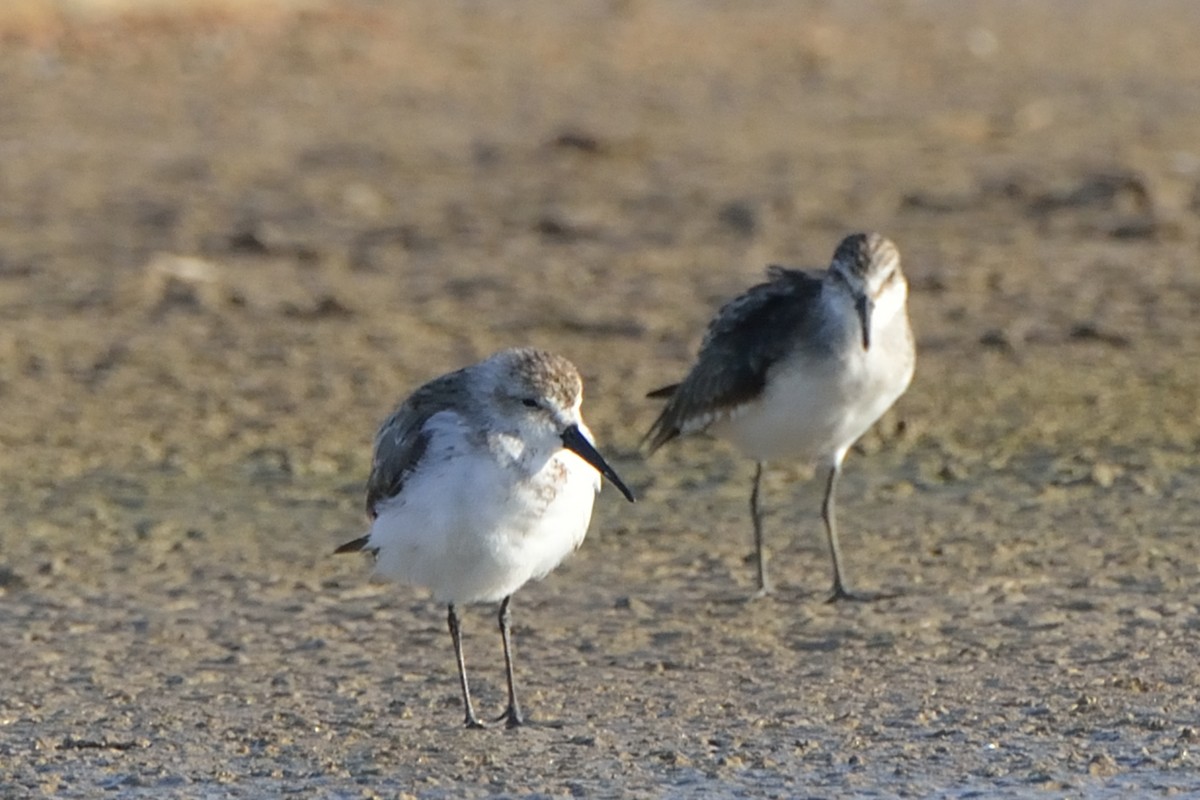 Western Sandpiper - ML67266891