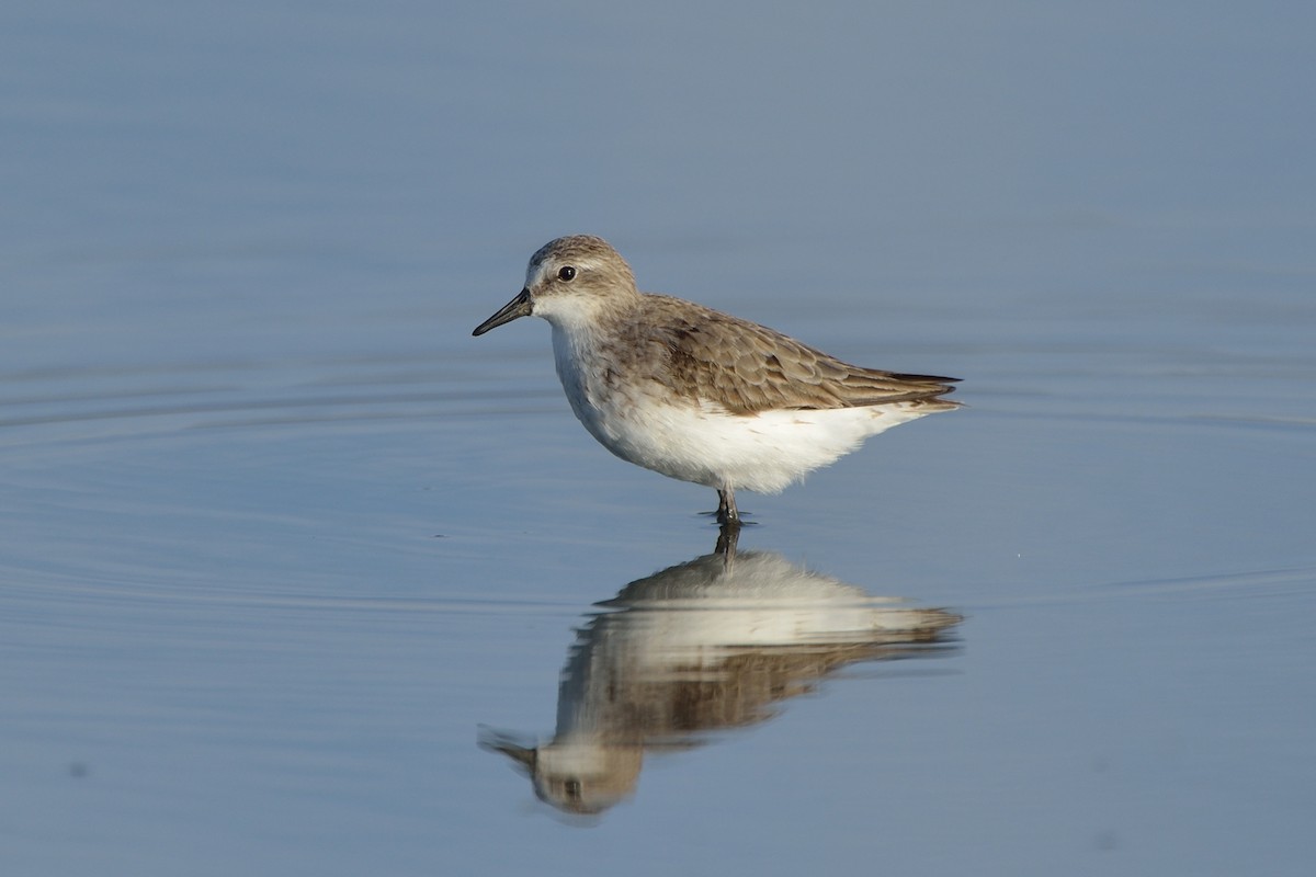 Semipalmated Sandpiper - ML67266931