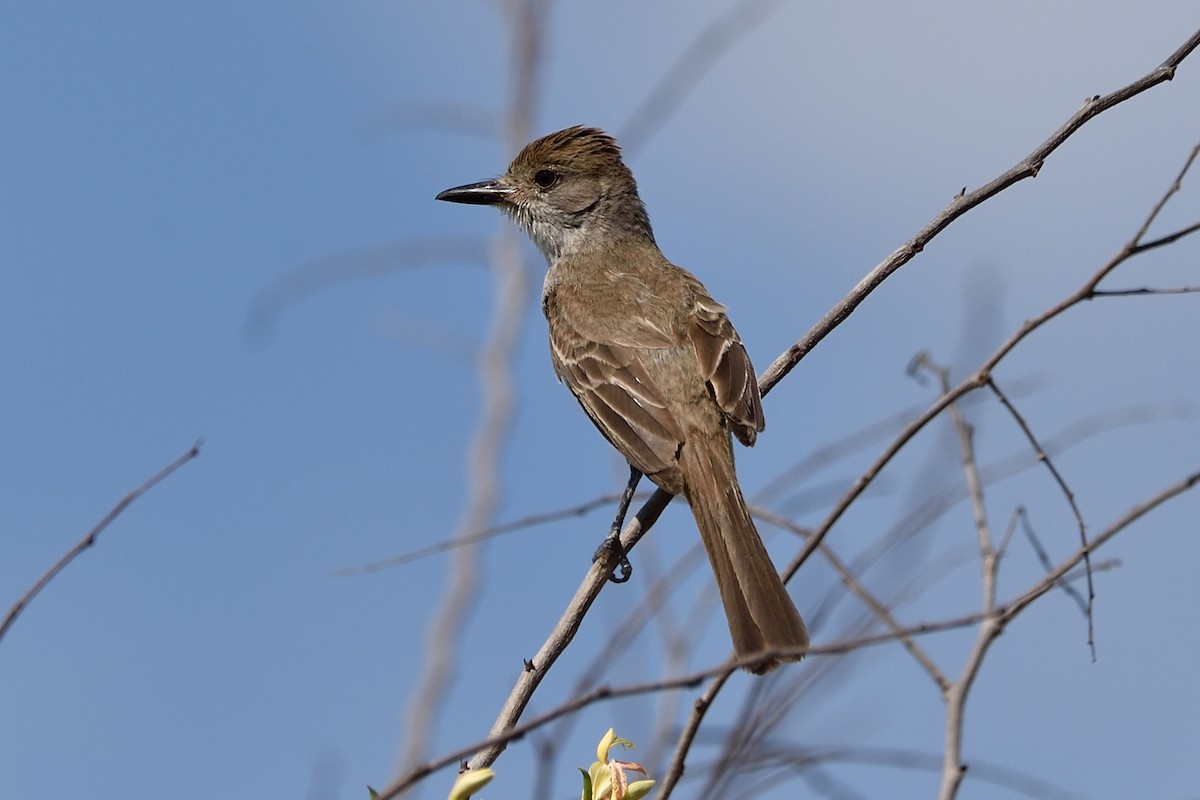 Brown-crested Flycatcher - ML67267121