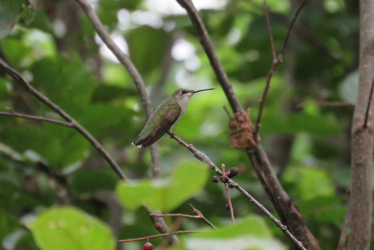 Ruby-throated Hummingbird - ML67267261