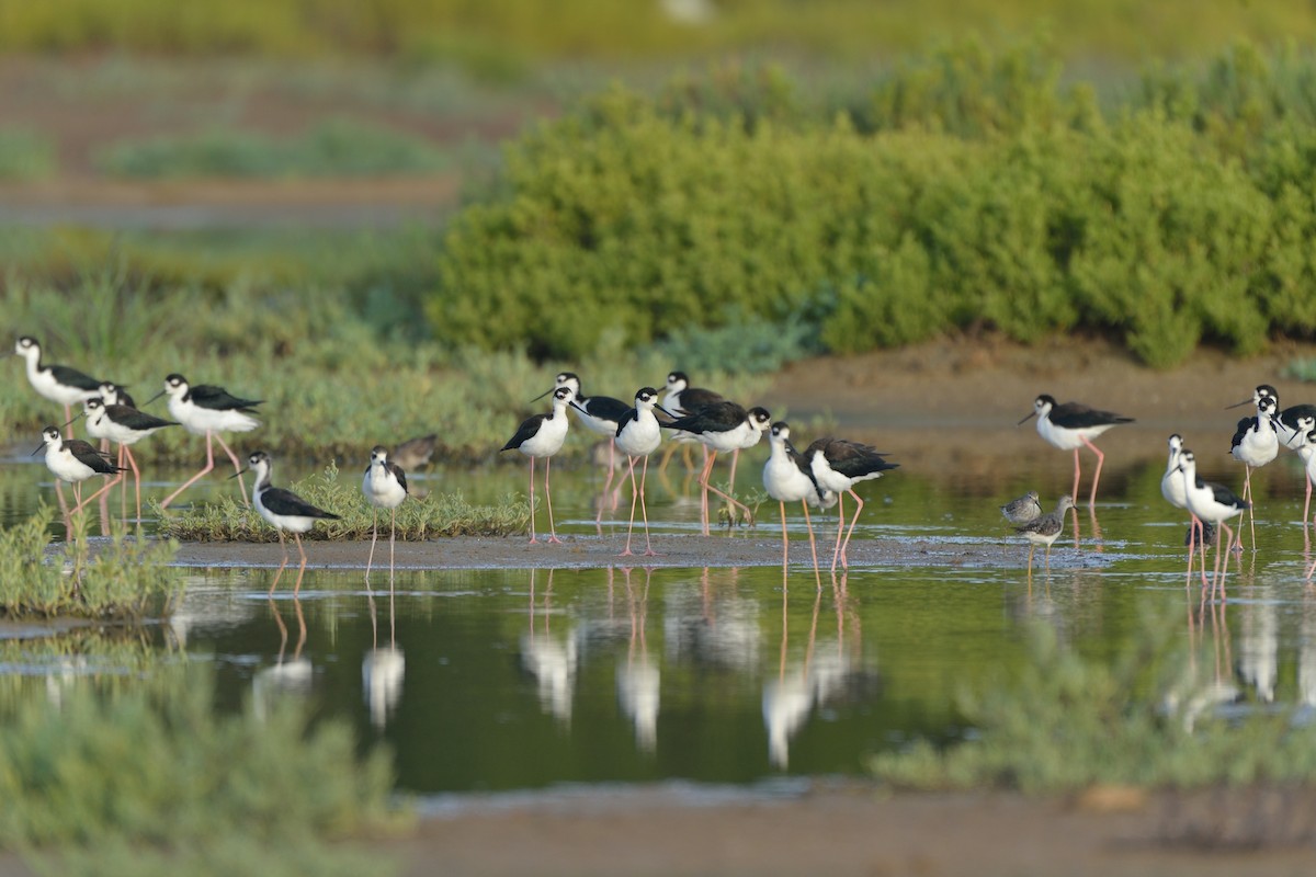 Black-necked Stilt - ML67267791