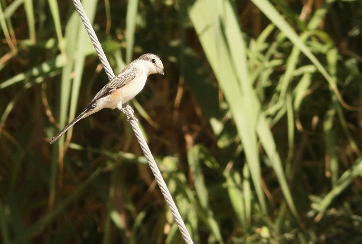 Masked Shrike - ML67267831