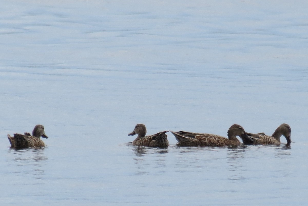 Blue-winged Teal - ML67268121