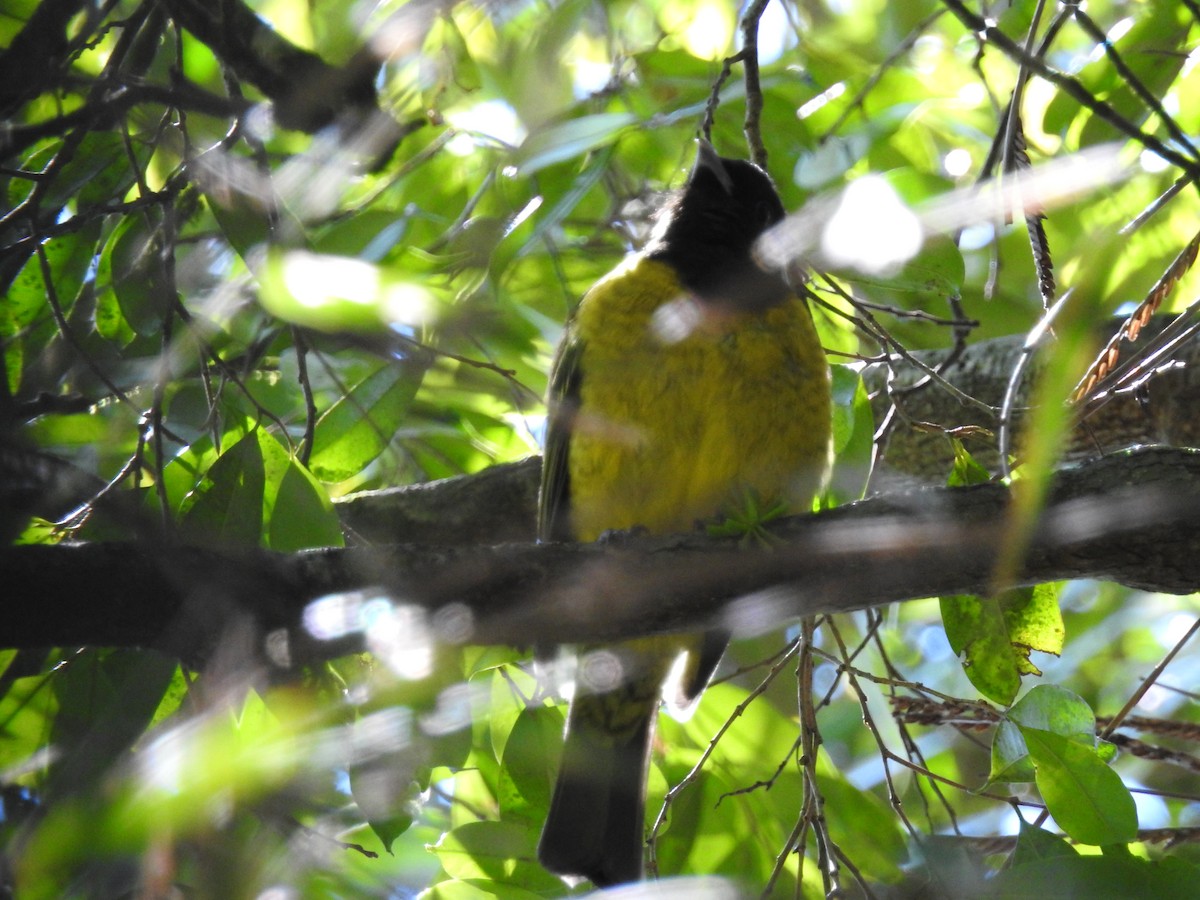 Hooded Berryeater - ML67268171