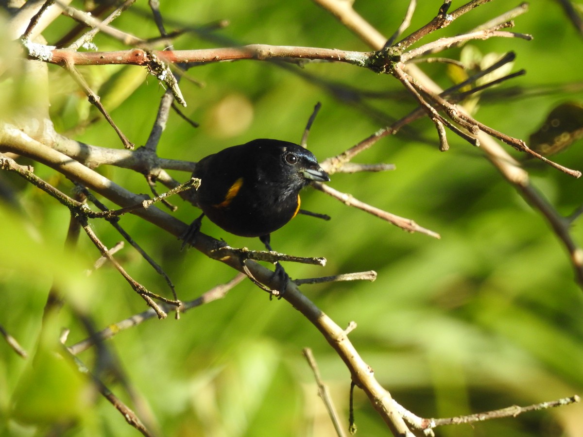 Chestnut-bellied Euphonia - ML67268261