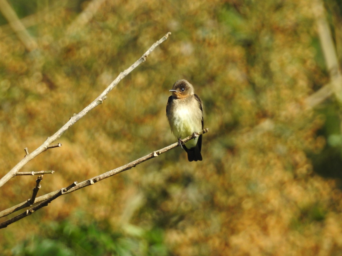 Southern Rough-winged Swallow - ML67268311