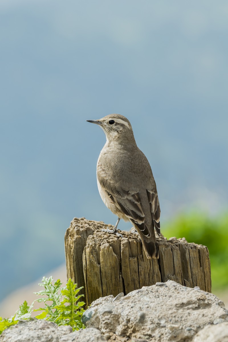 Minero sp. - ML67269611