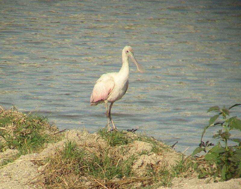 Roseate Spoonbill - ML67271021