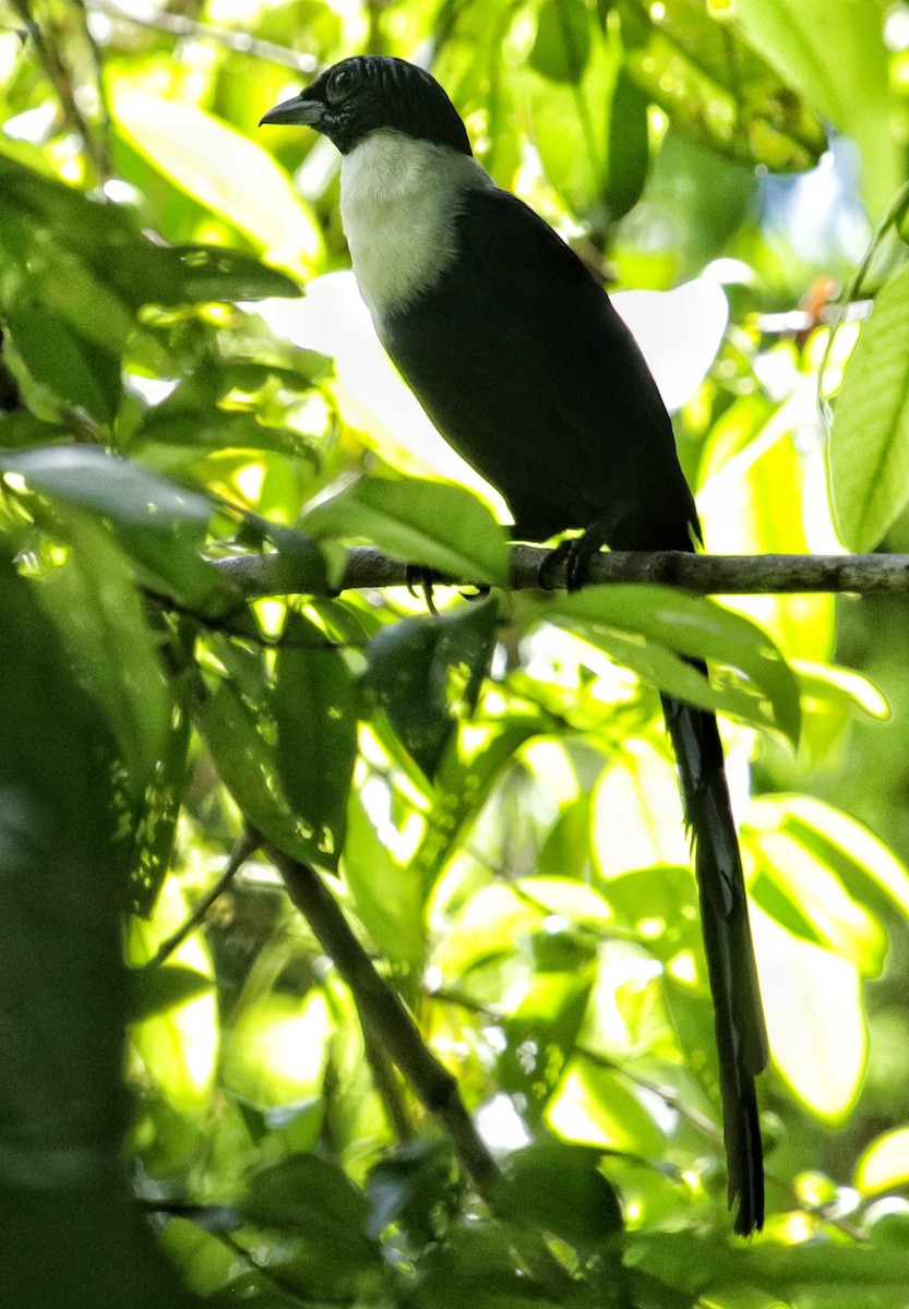 špaček bělokrký - ML67272231