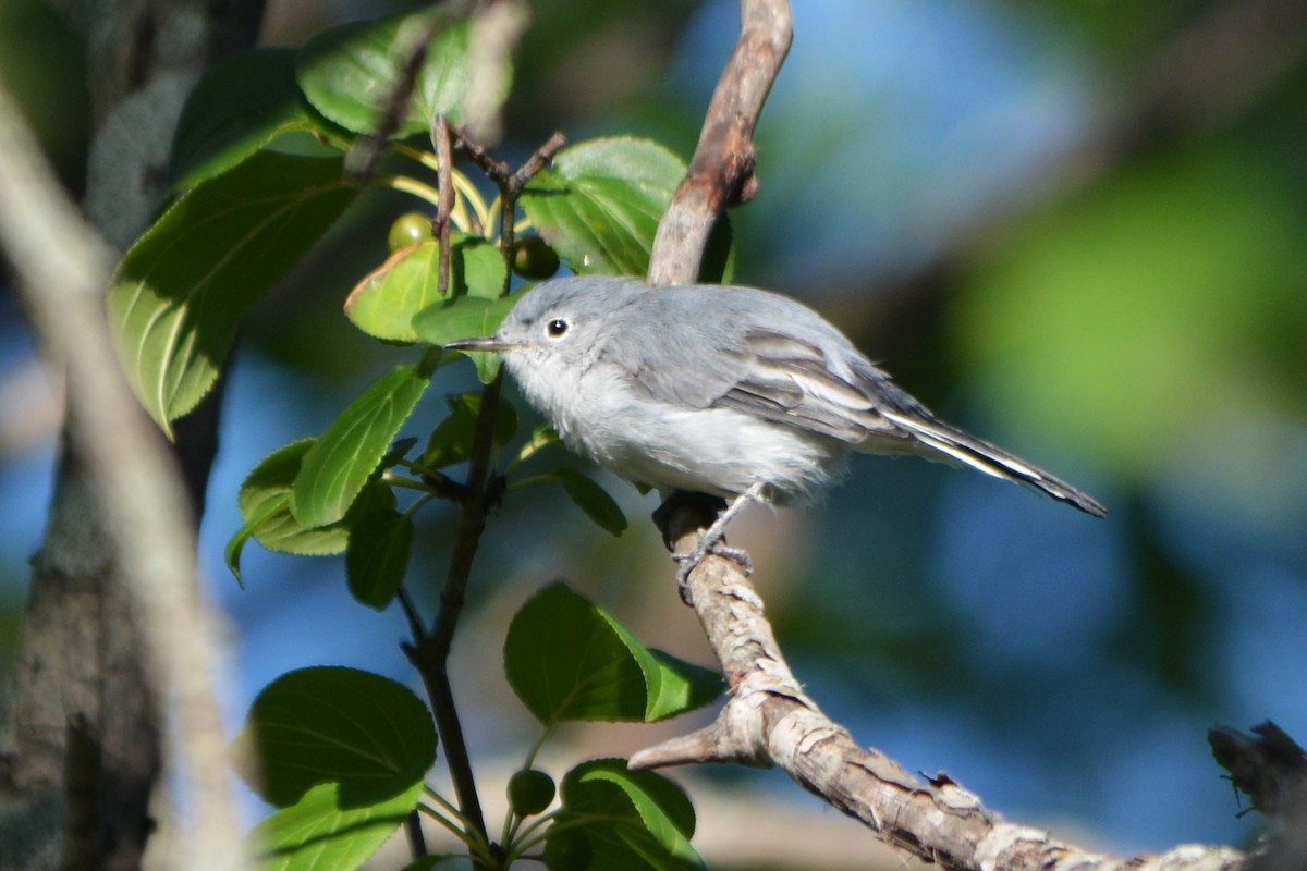 Blue-gray Gnatcatcher - Steve Mierzykowski